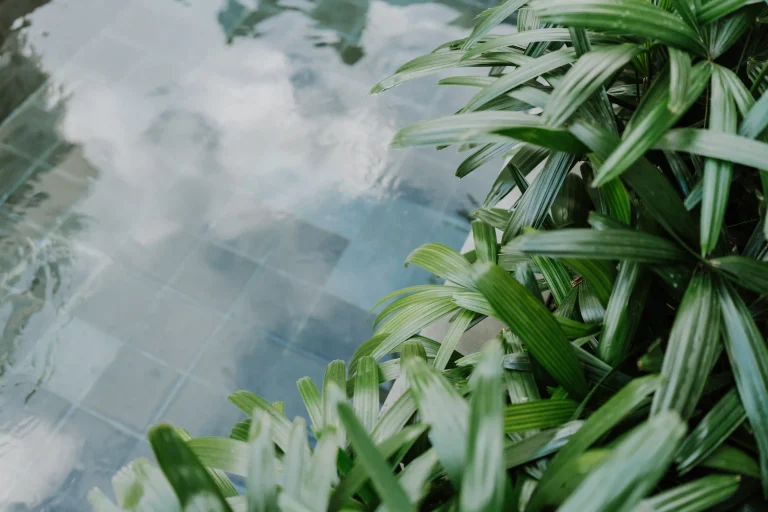 Premier Pool Suite Plunge Pool